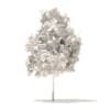 Sugar Maple 3D Model 2.9m - Image 6