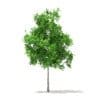 Trees 3D Models Collection - Volume 100 - Image 12