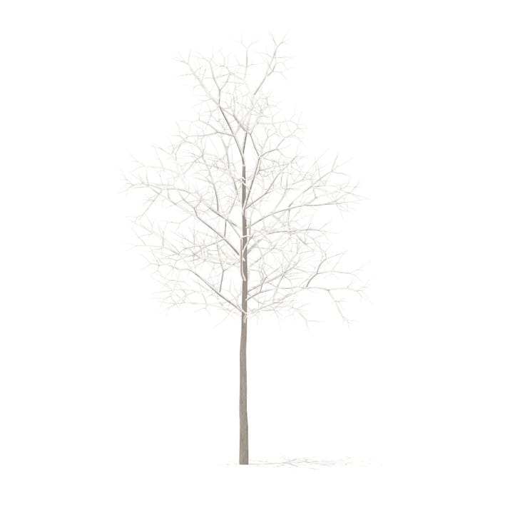 Sugar Maple with Snow 3D Model 2.9m