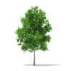 Sugar Maple 3D Model 3.3m - Image 3