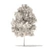 Sugar Maple 3D Model 3.3m - Image 4