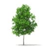 Sugar Maple 3D Model 3.3m - Image 5