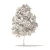 Sugar Maple 3D Model 3.3m - Image 6