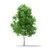 Trees 3D Models Collection - Volume 100 - Image 14