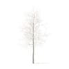 Sugar Maple with Snow 3D Model 3.3m (10014) - Image 5