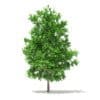 Trees 3D Models Collection - Volume 100 - Image 16