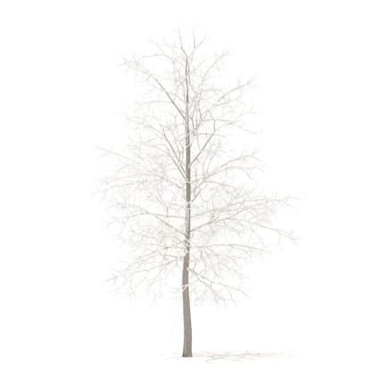 Sugar Maple with Snow 3D Model 4.2m
