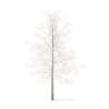 Sugar Maple with Snow 3D Model 4.2m (10016) - Image 3
