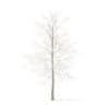 Sugar Maple with Snow 3D Model 4.2m (10016) - Image 5