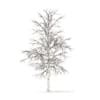 Sugar Maple with Snow 3D Model 4.2m (10016) - Image 6