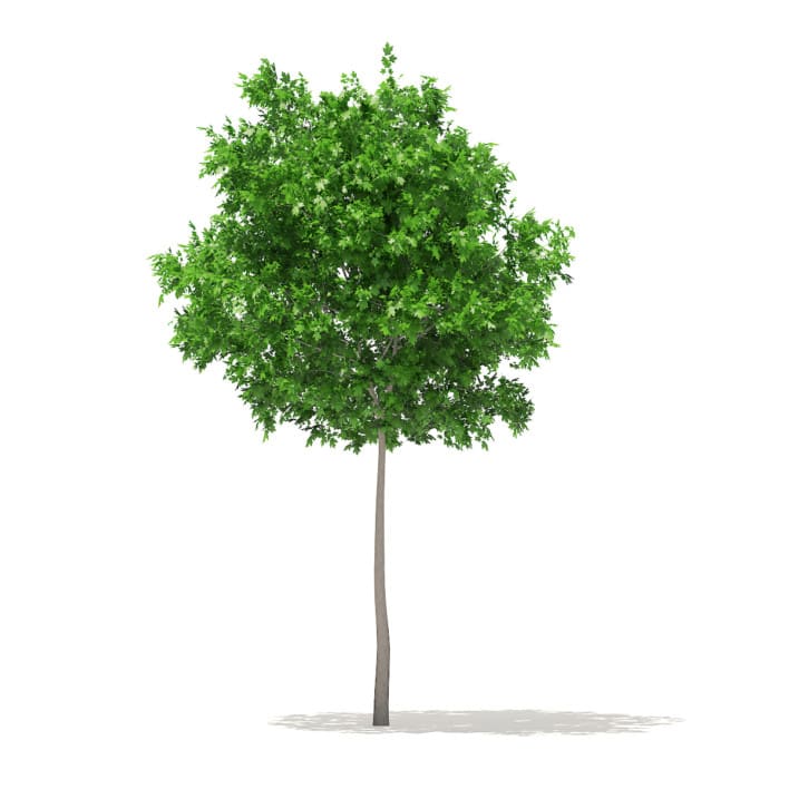 Sugar Maple 3D Model 5.2m (10017)