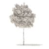 Sugar Maple 3D Model 5.2m (10017) - Image 2