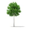 Sugar Maple 3D Model 5.2m (10017) - Image 3