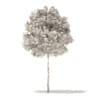 Sugar Maple 3D Model 5.2m (10017) - Image 4