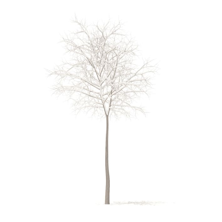 Sugar Maple with Snow 3D Model 5.2m (10018)