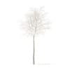 Sugar Maple with Snow 3D Model 5.2m (10018) - Image 3