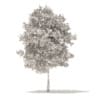Sugar Maple 3D Model 7.3m (10019) - Image 2