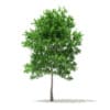 Sugar Maple 3D Model 7.3m (10019) - Image 3