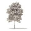 Sugar Maple 3D Model 7.3m (10019) - Image 4