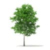 Sugar Maple 3D Model 7.3m (10019) - Image 5