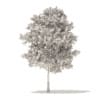 Sugar Maple 3D Model 7.3m (10019) - Image 6