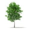 Trees 3D Models Collection - Volume 100 - Image 20
