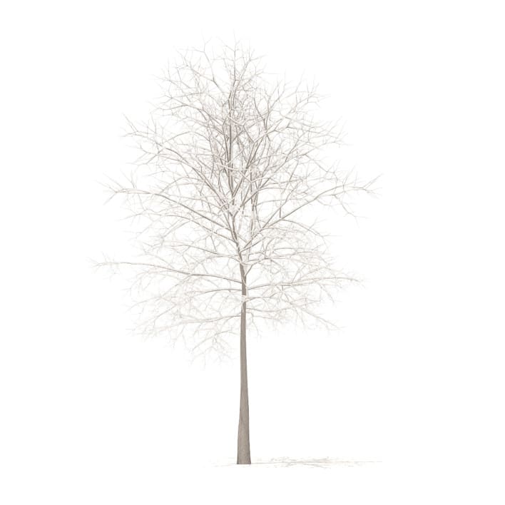 Sugar Maple with Snow 3D Model 7.3m
