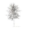 Sugar Maple with Snow 3D Model 7.3m (10020) - Image 2