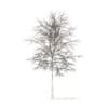 Sugar Maple with Snow 3D Model 7.3m (10020) - Image 6