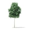 Quaking Aspen 3D Model 2.6m (10021) - Image 3