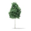 Quaking Aspen 3D Model 2.6m (10021) - Image 5