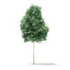 Trees 3D Models Collection - Volume 100 - Image 22
