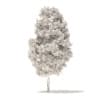 Quaking Aspen 3D Model 3.6m (10023) - Image 2