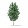 Quaking Aspen 3D Model 3.6m (10023) - Image 3