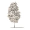 Quaking Aspen 3D Model 3.6m (10023) - Image 6