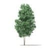 Trees 3D Models Collection - Volume 100 - Image 24