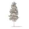 Quaking Aspen 3D Model 5.6m (10025) - Image 2