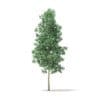 Quaking Aspen 3D Model 5.6m (10025) - Image 3