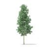 Quaking Aspen 3D Model 5.6m (10025) - Image 5