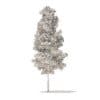Quaking Aspen 3D Model 5.6m (10025) - Image 6