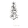 Quaking Aspen with Snow 3D Model 5.6m (10026) - Image 6
