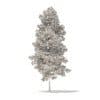 Quaking Aspen 3D Model 7m (10027) - Image 2