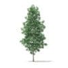 Quaking Aspen 3D Model 7m (10027) - Image 3