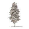 Quaking Aspen 3D Model 7m (10027) - Image 4