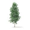 Quaking Aspen 3D Model 7m (10027) - Image 5