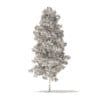 Quaking Aspen 3D Model 7m (10027) - Image 6