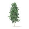 Trees 3D Models Collection - Volume 100 - Image 28