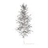 Quaking Aspen with Snow 3D Model 7m (10028) - Image 4