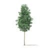 Quaking Aspen 3D Model 9.7m (10029) - Image 3