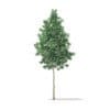 Quaking Aspen 3D Model 9.7m (10029) - Image 5